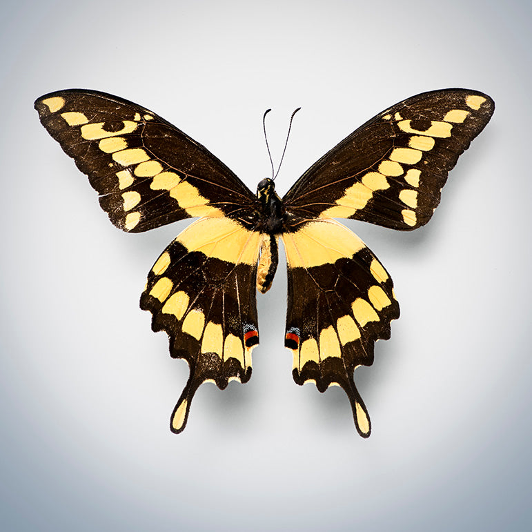 Giant Swallowtail (dorsal view)