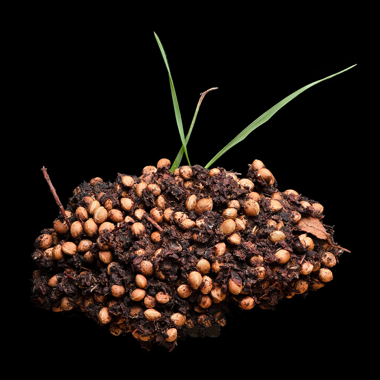 Bear Scat with Choke Cherries and Grass