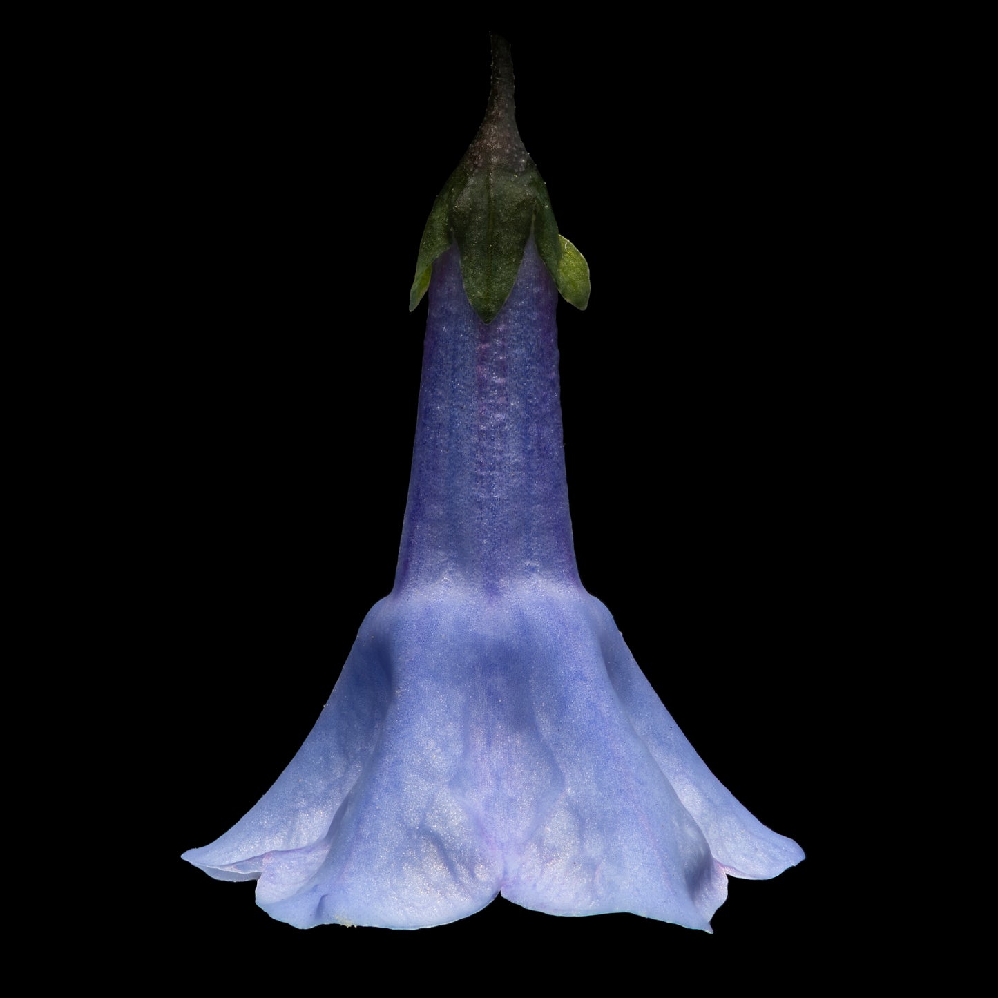 Single Bluebell