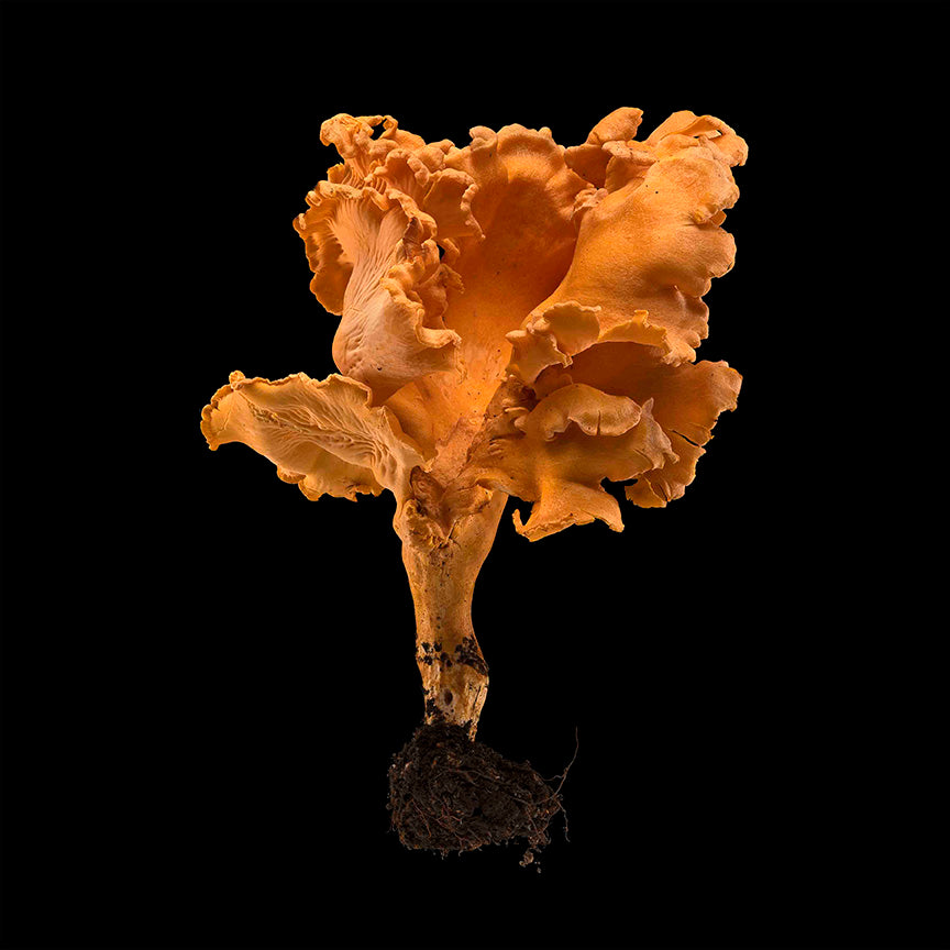 Chanterelle 2