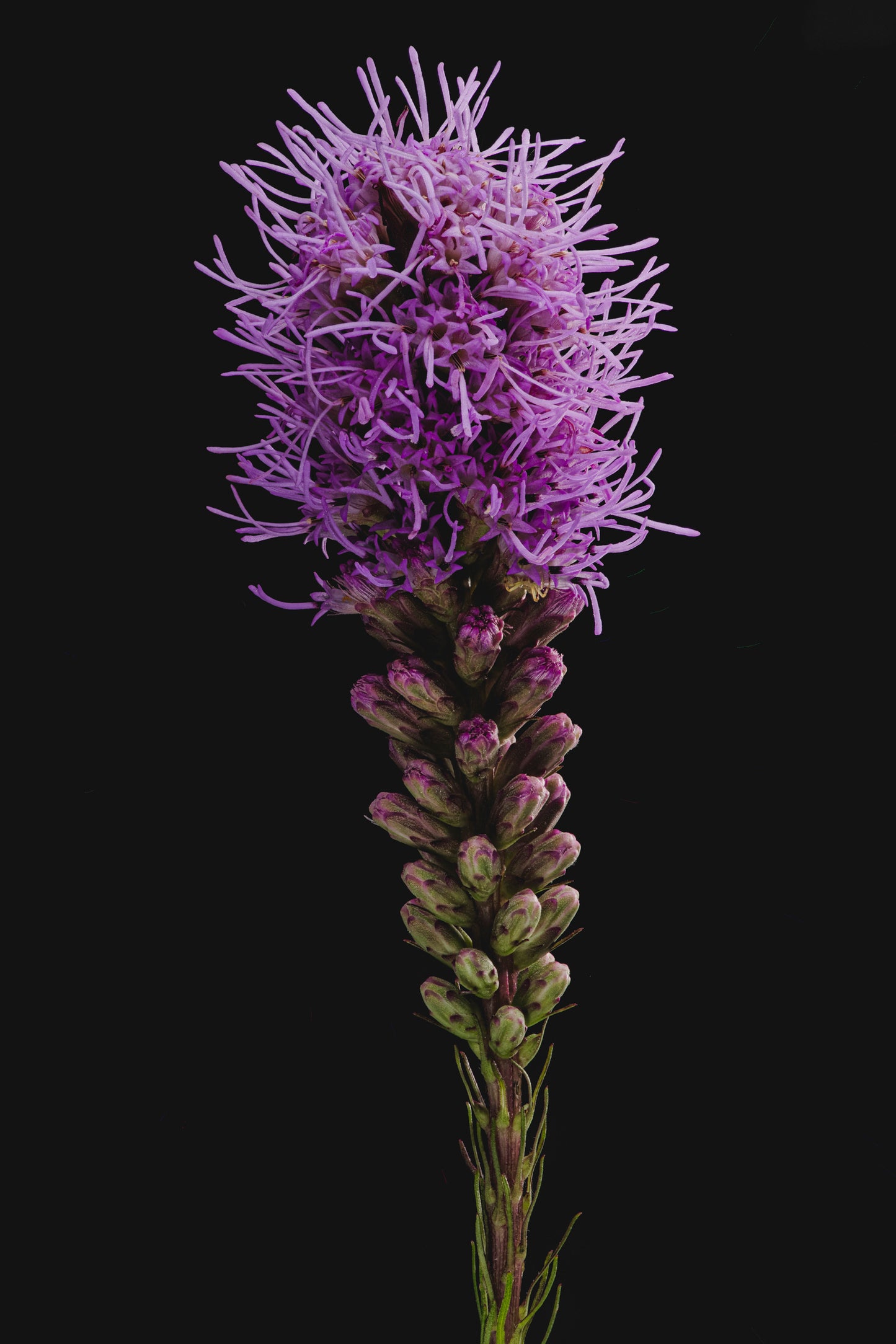 Dense Blazing Star