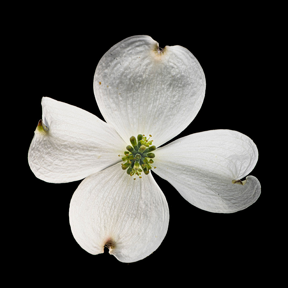 White Dogwood