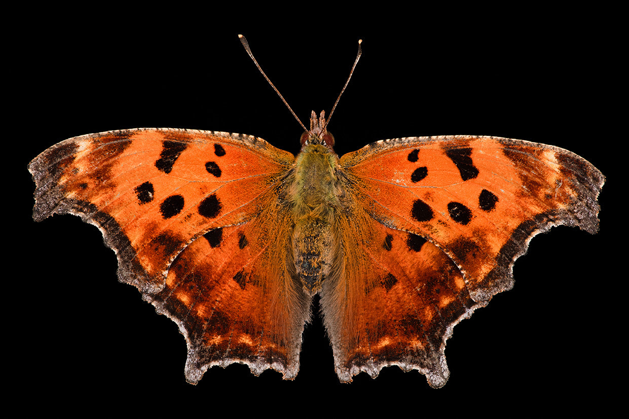 Gray Comma