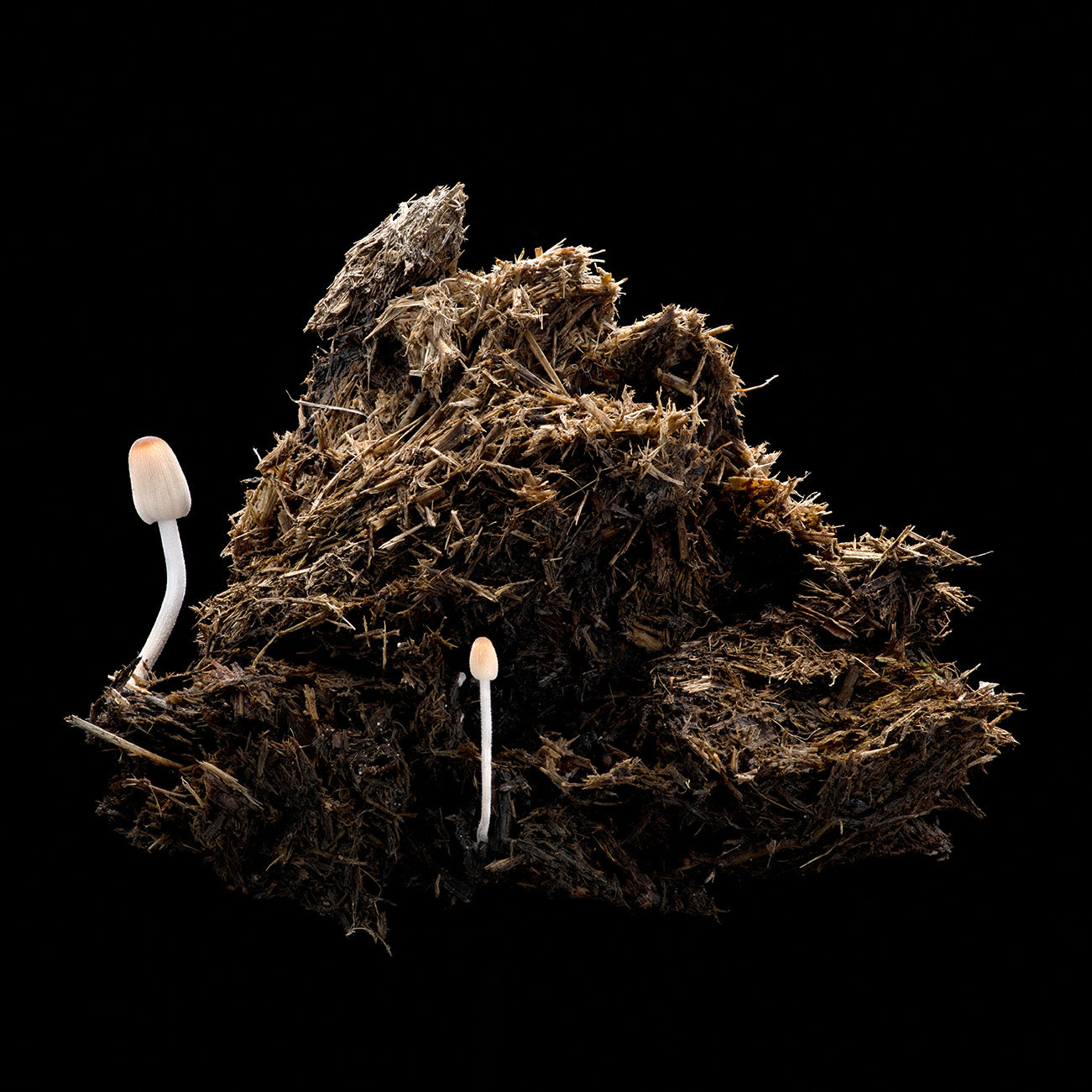 Nothing Goes to Waste