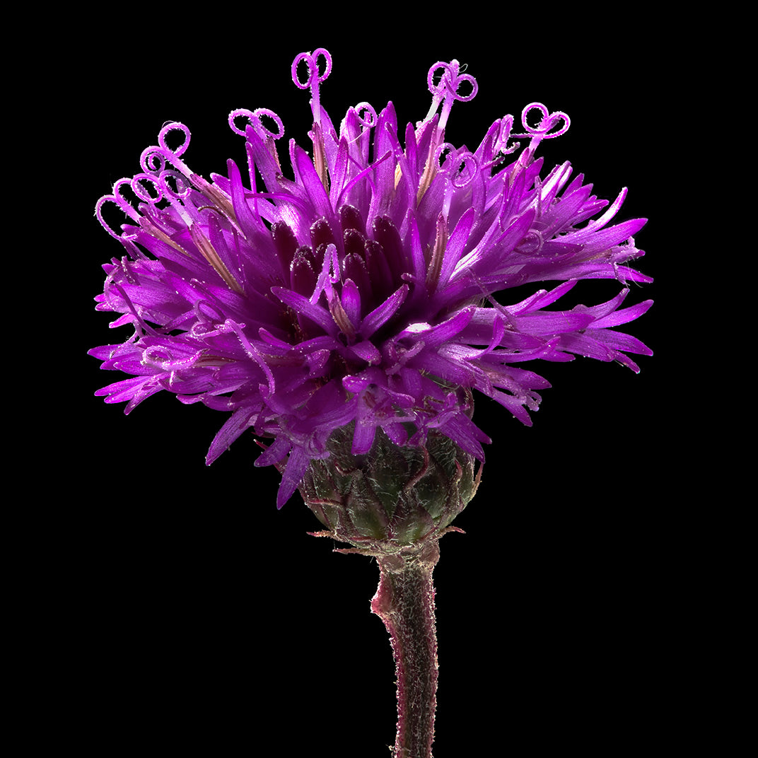 Tiny Little Scissors