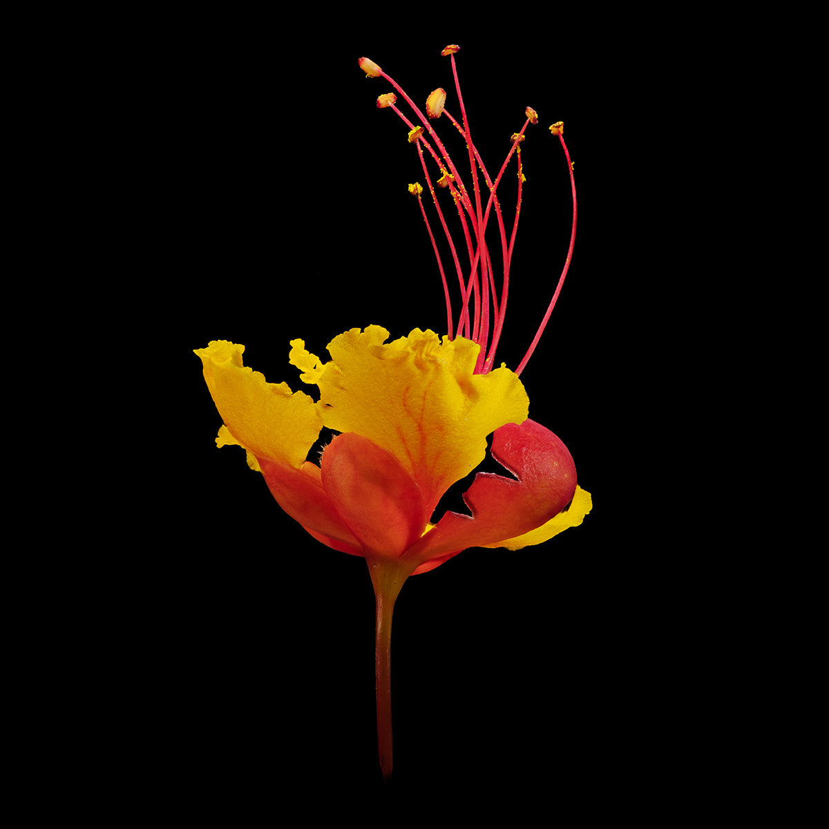 Mexican Bird of Paradise