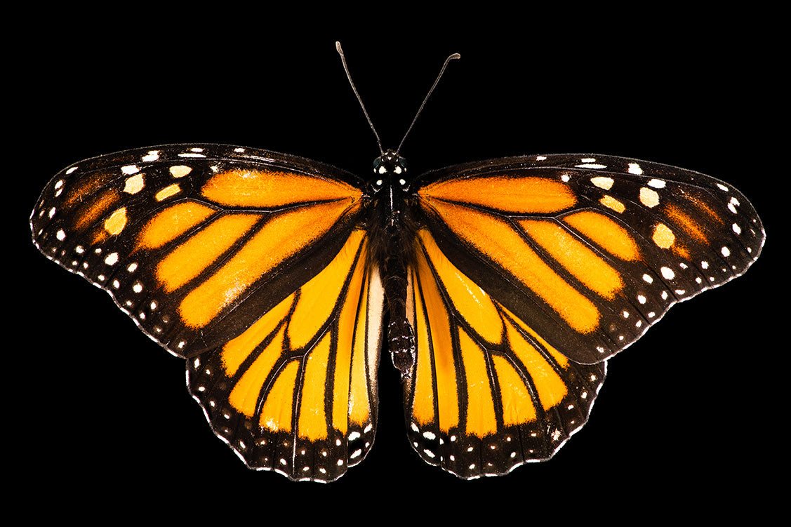 Monarch