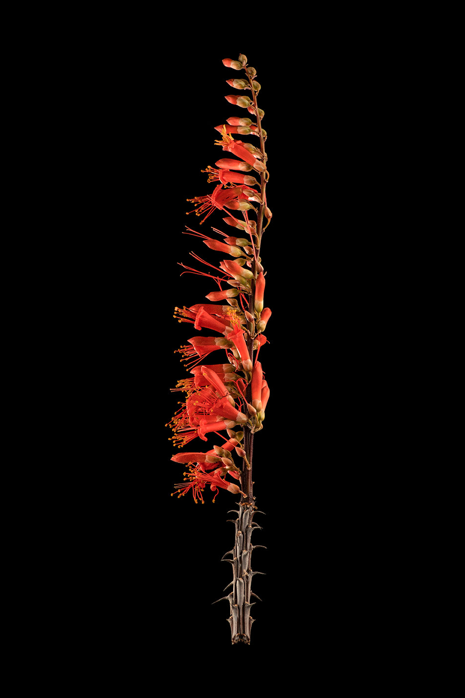 Ocotillo
