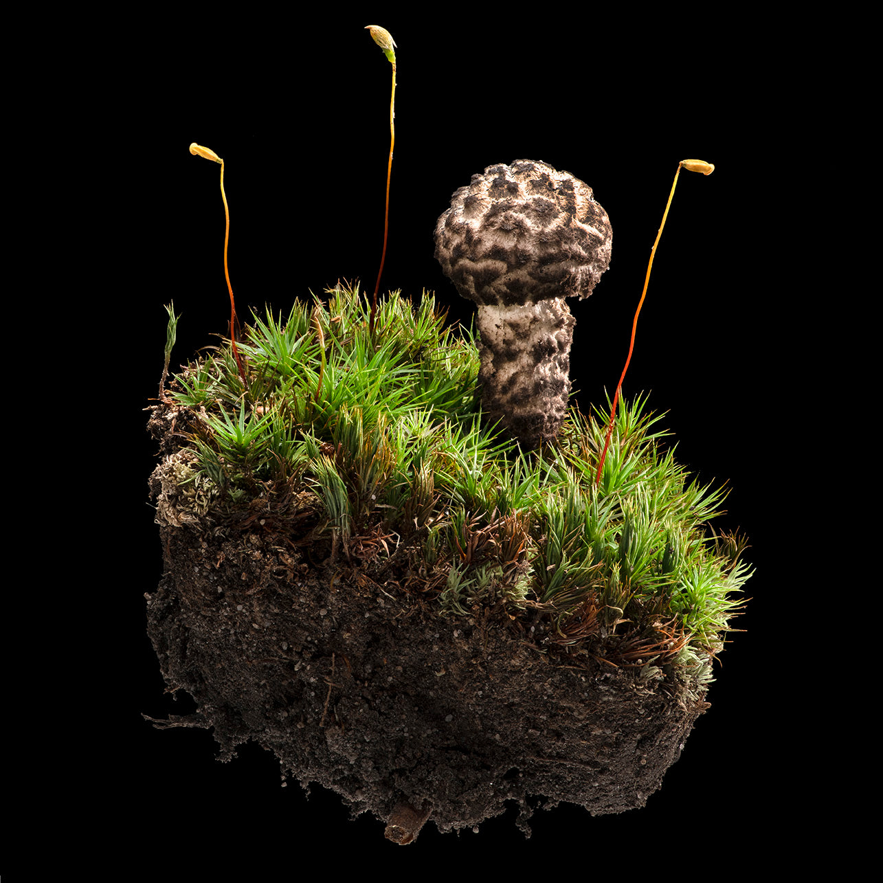 Old Man and his Moss