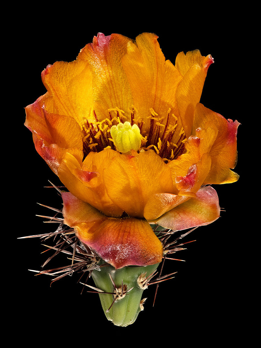 Orange Blossom Special