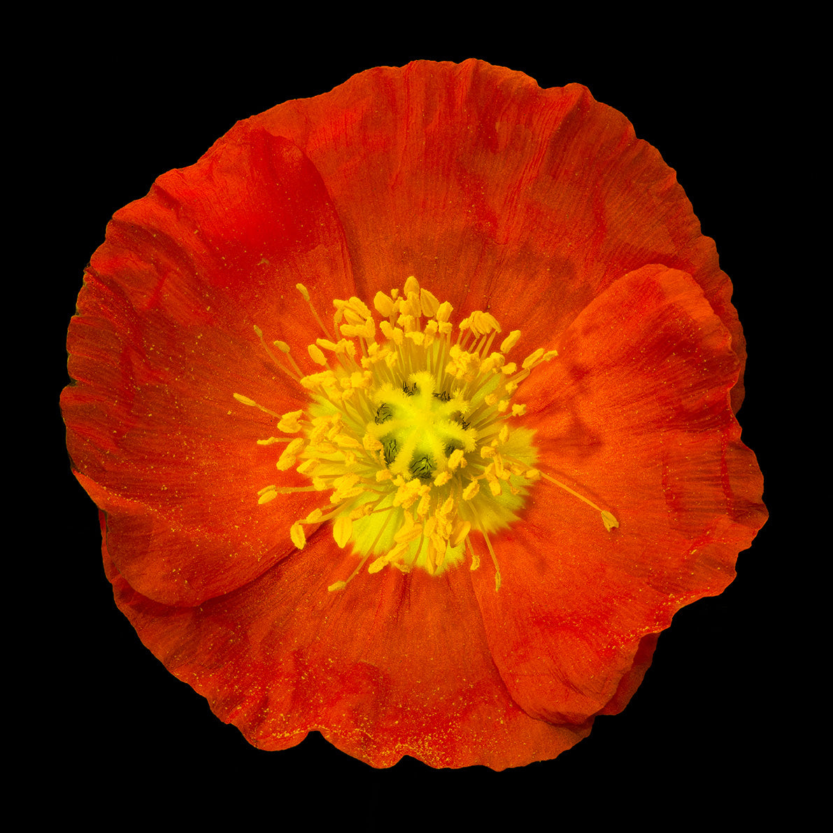 Red Poppy