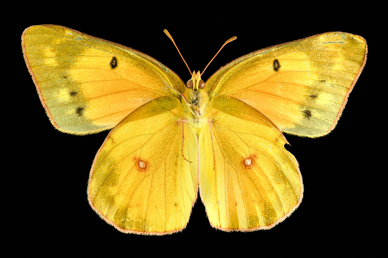 Orange Sulphur (bottom view)