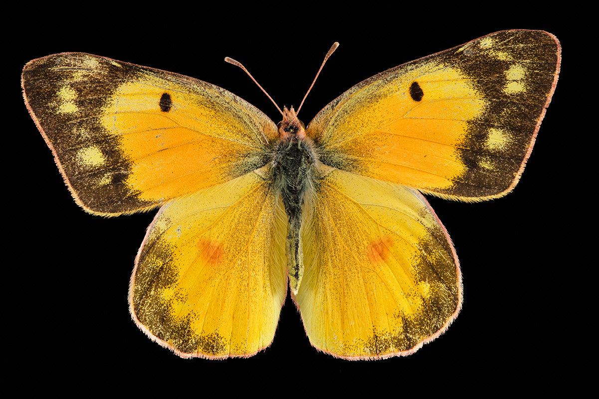Orange Sulphur (top view)