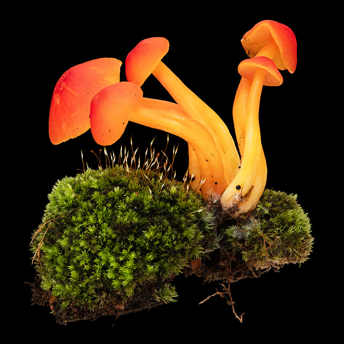 I don't Mean to Stand Out But...