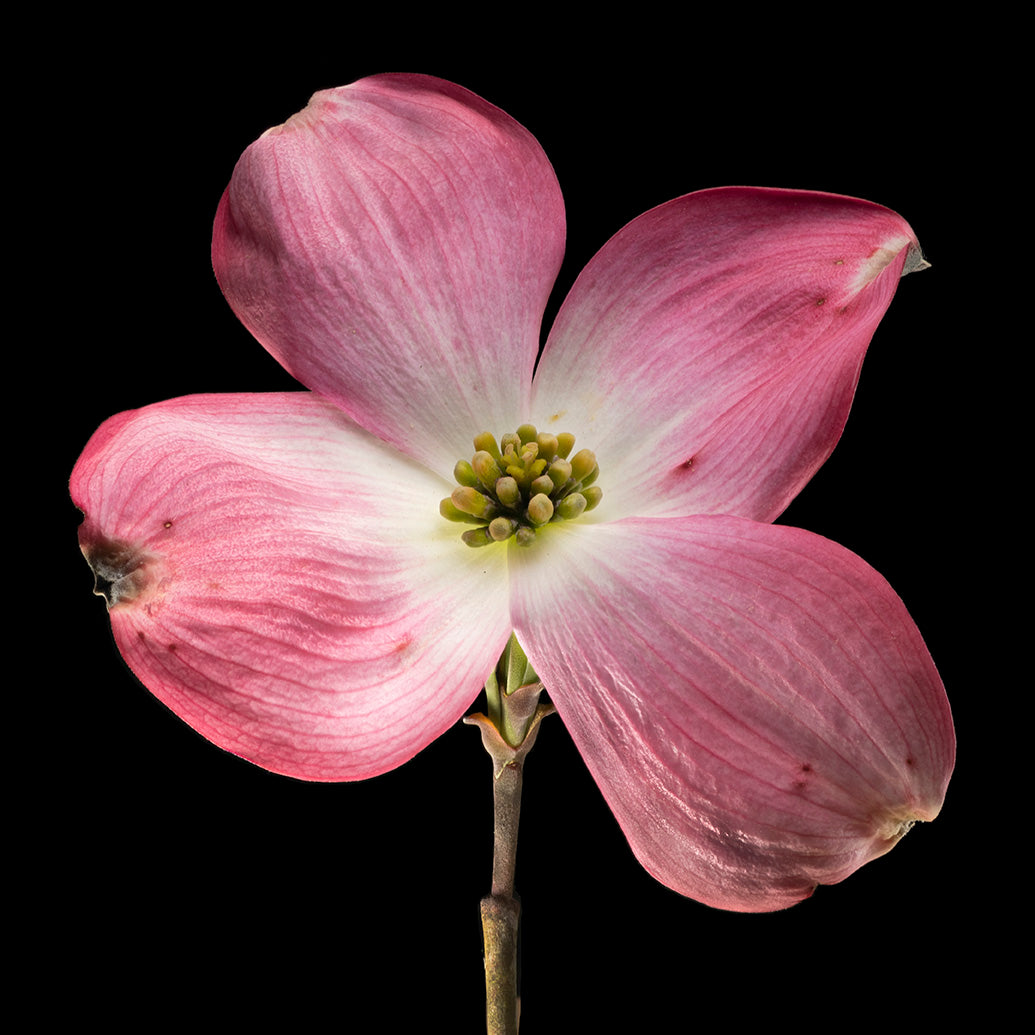 Pink Dogwood