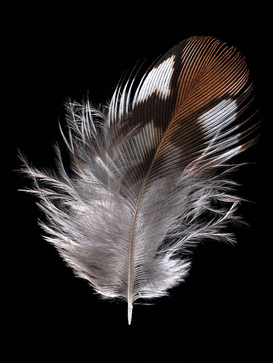 Quail Face Feather (Bobwhite)