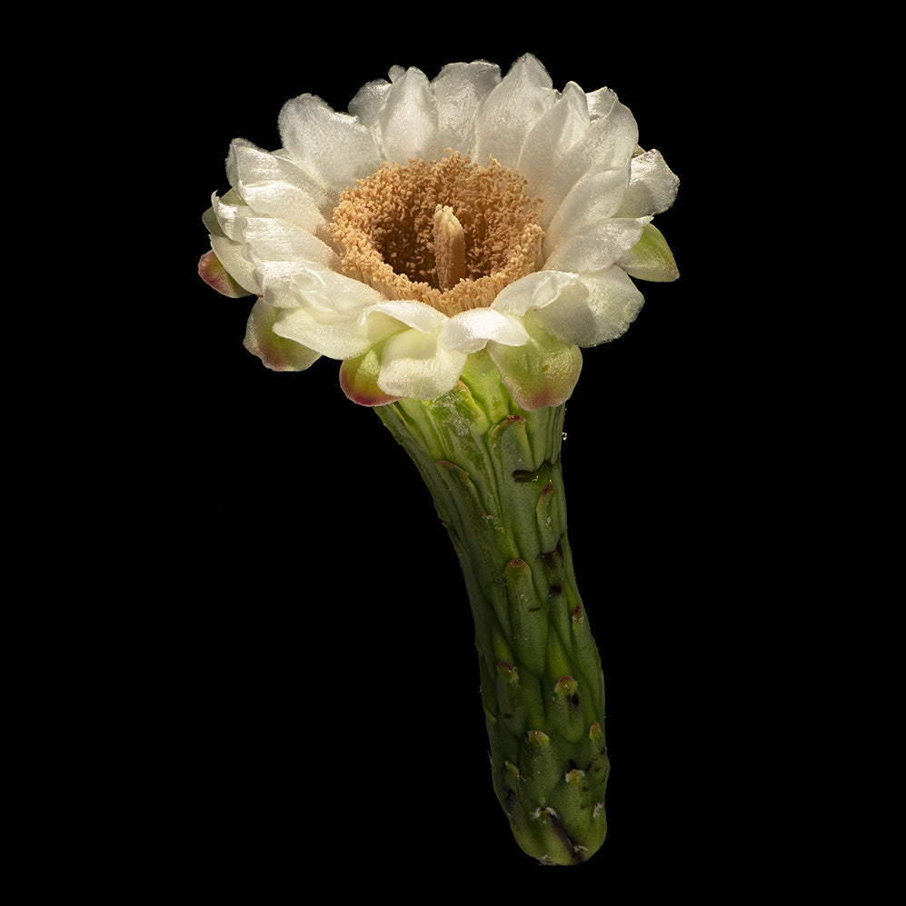 Saguaro Blossom (square)
