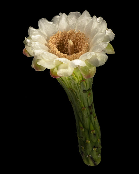 Saguaro Bloom (Portrait)