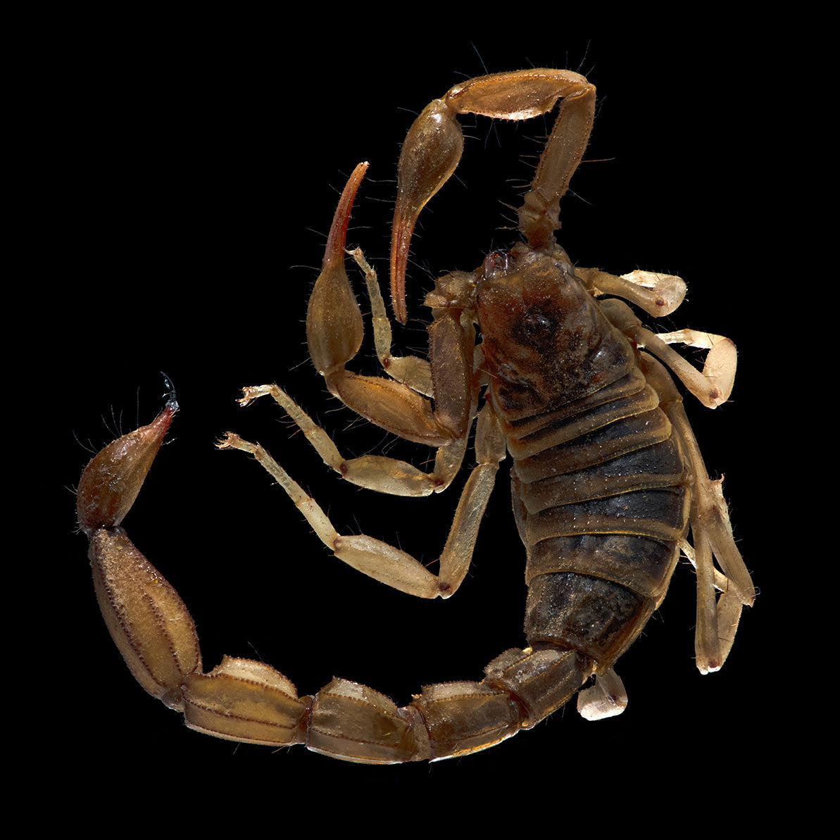Scorpion