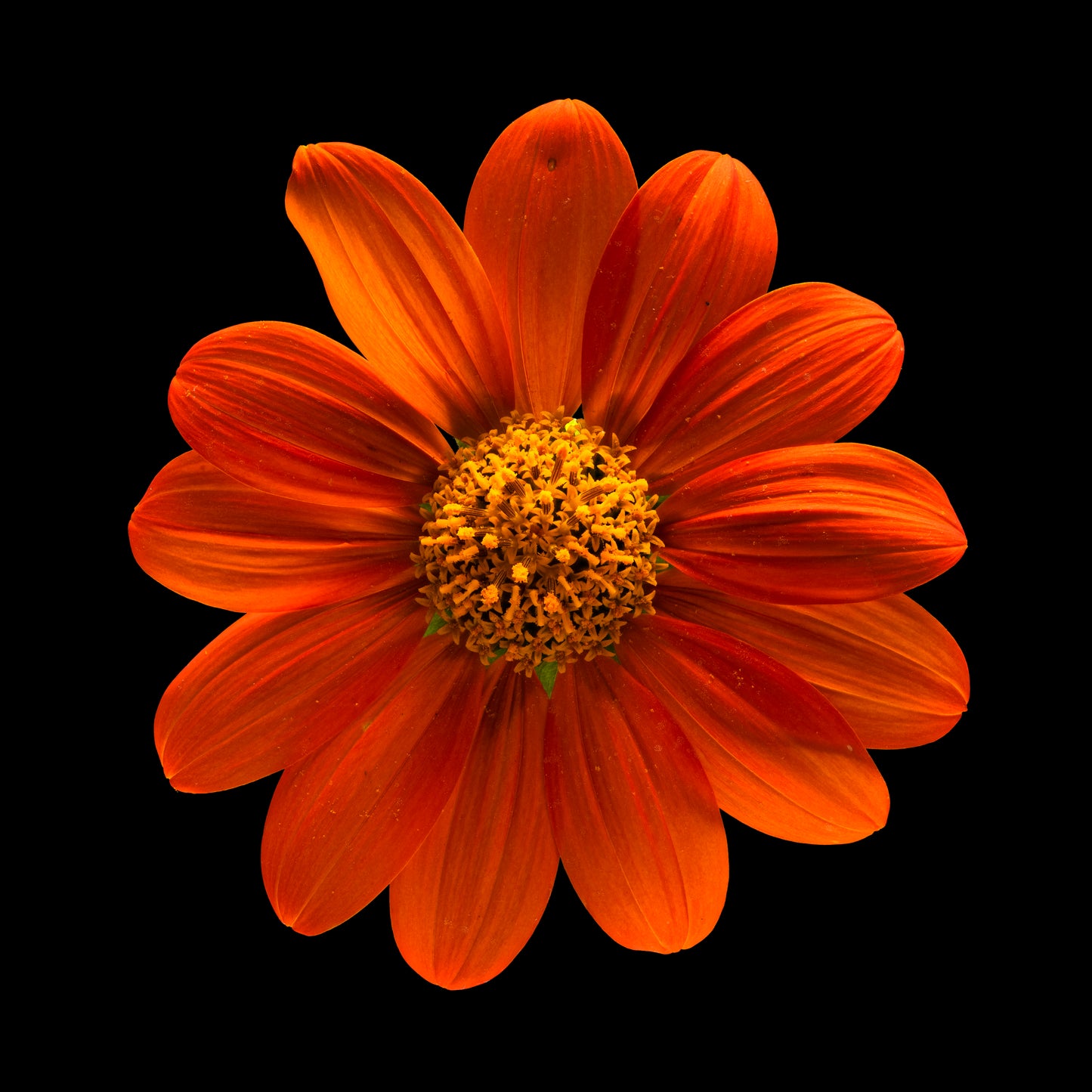 Orange Sunflower