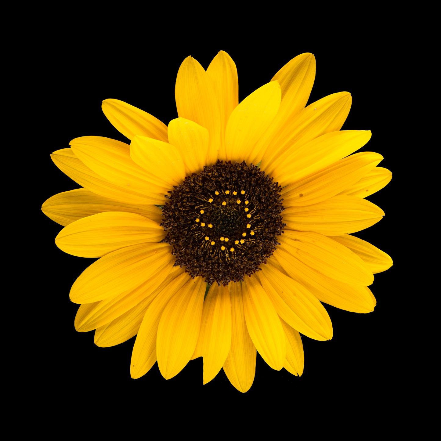Yellow Sunflower