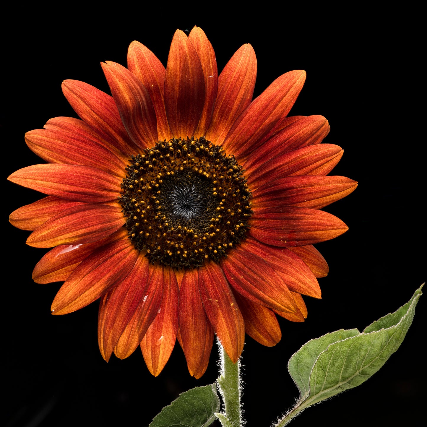 Red and Yellow and Green