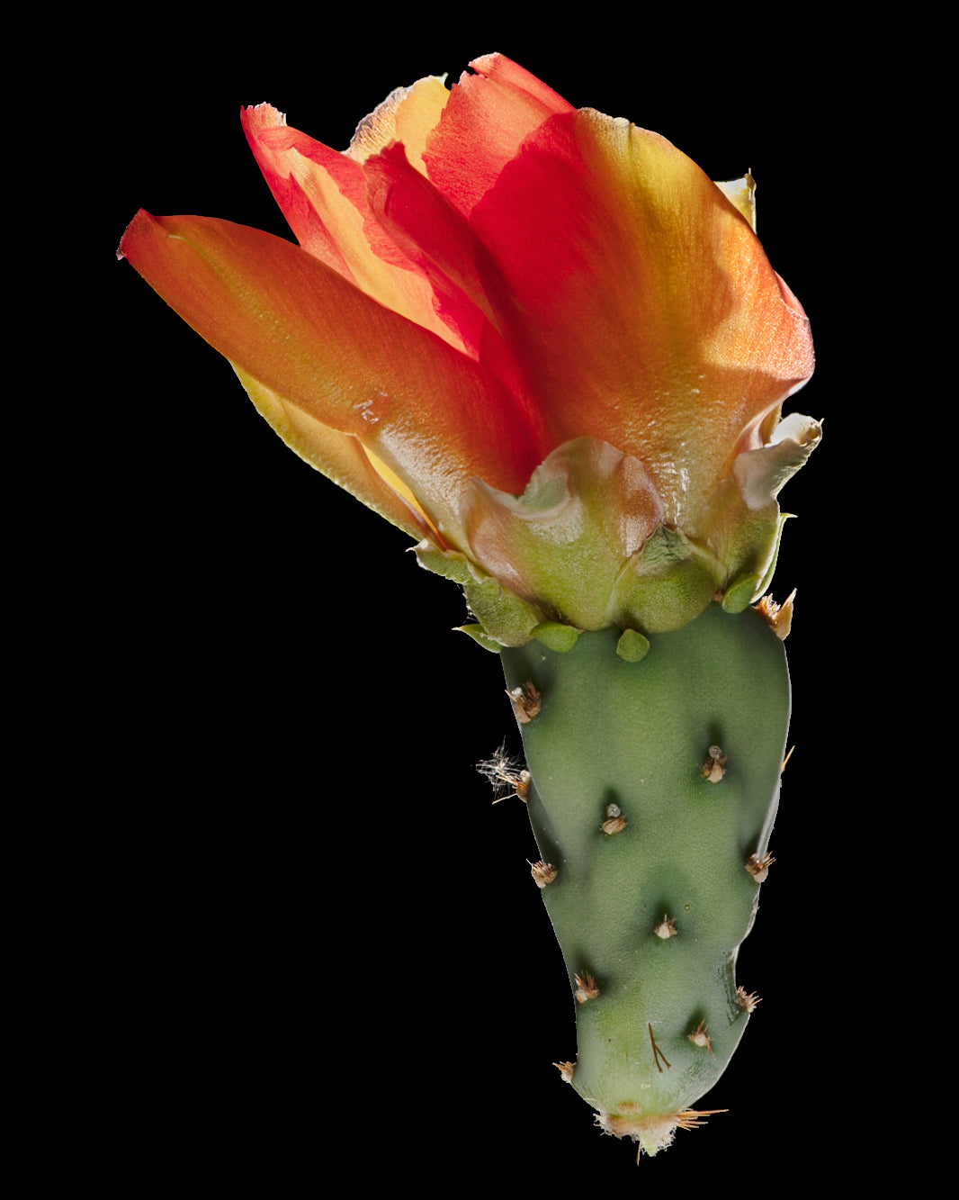 The Torch (Portrait)