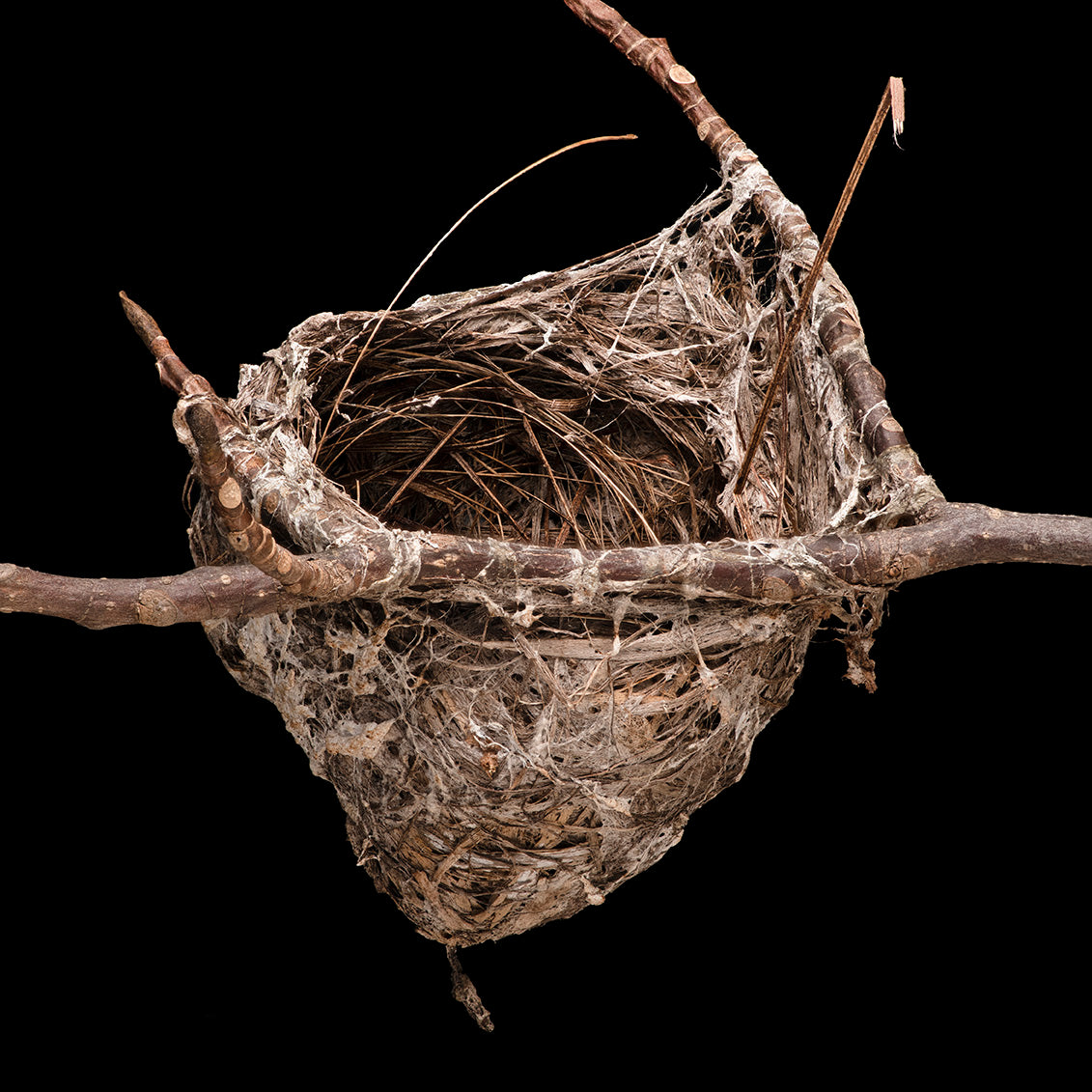 Vireo Nest