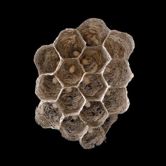 Wasp nest with eggs