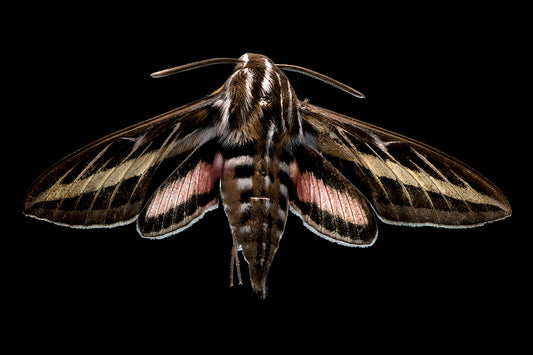 White Lined Sphinx Moth