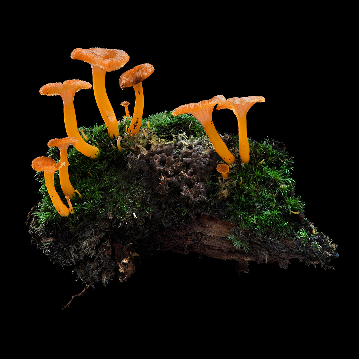 Yellow Chants Group with Moss