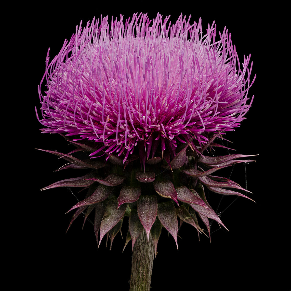 Thistle