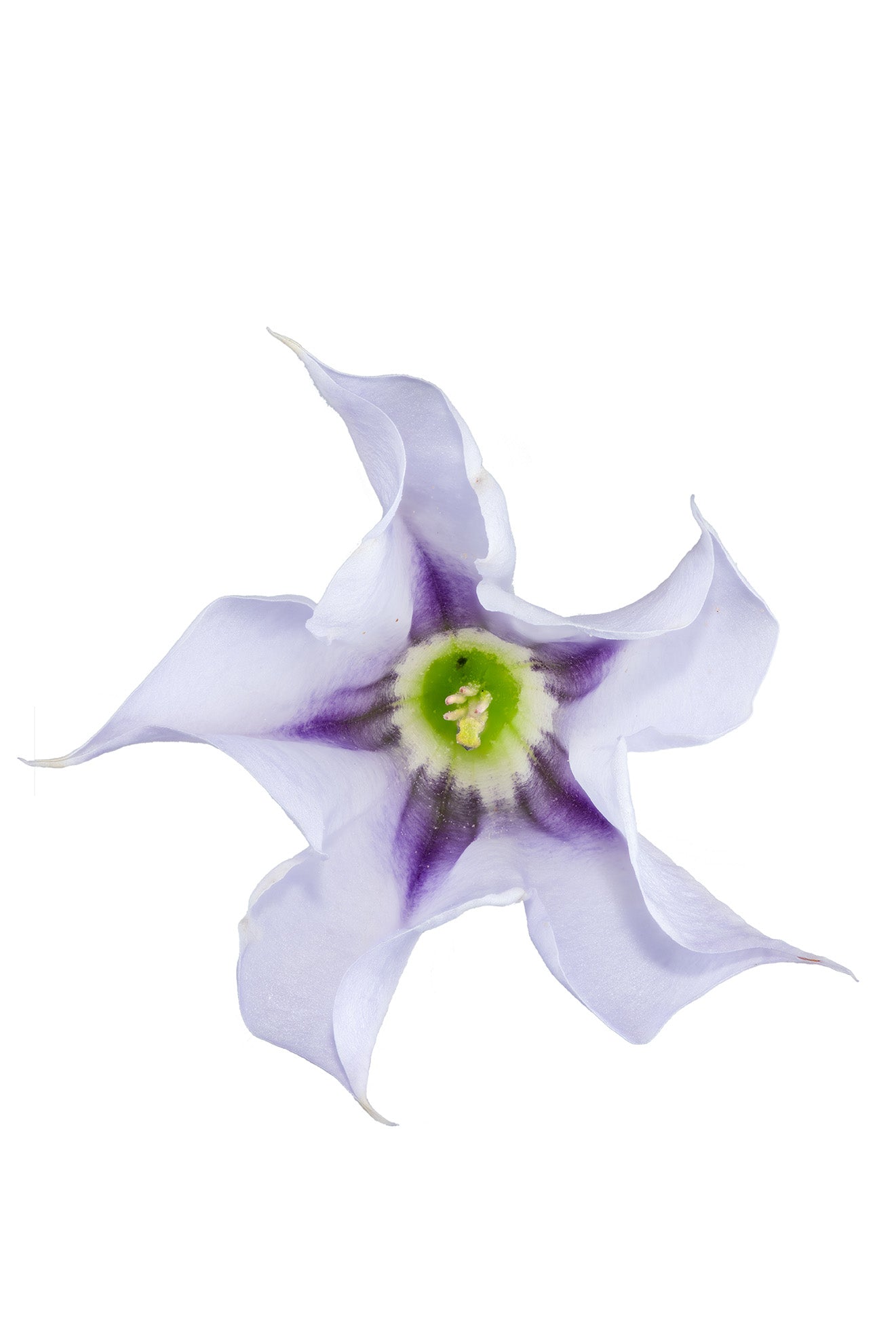 Jimsonweed flower (top view)