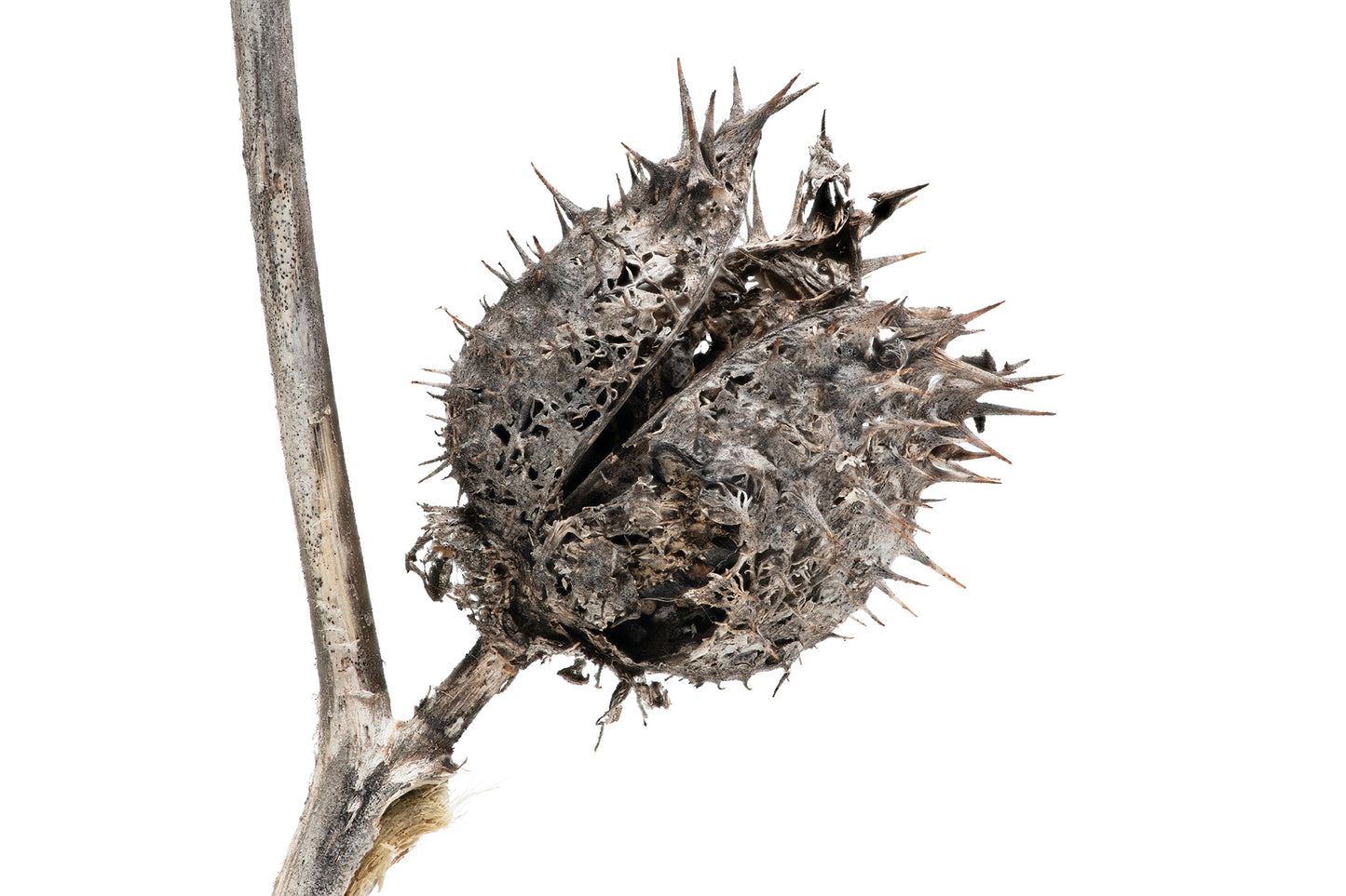 Jimsonweed dried seed pod