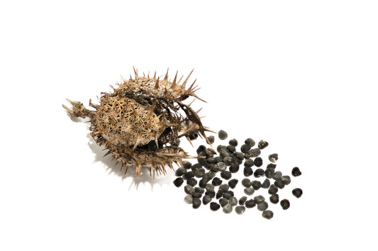 Jimsonweed seed pod and seeds