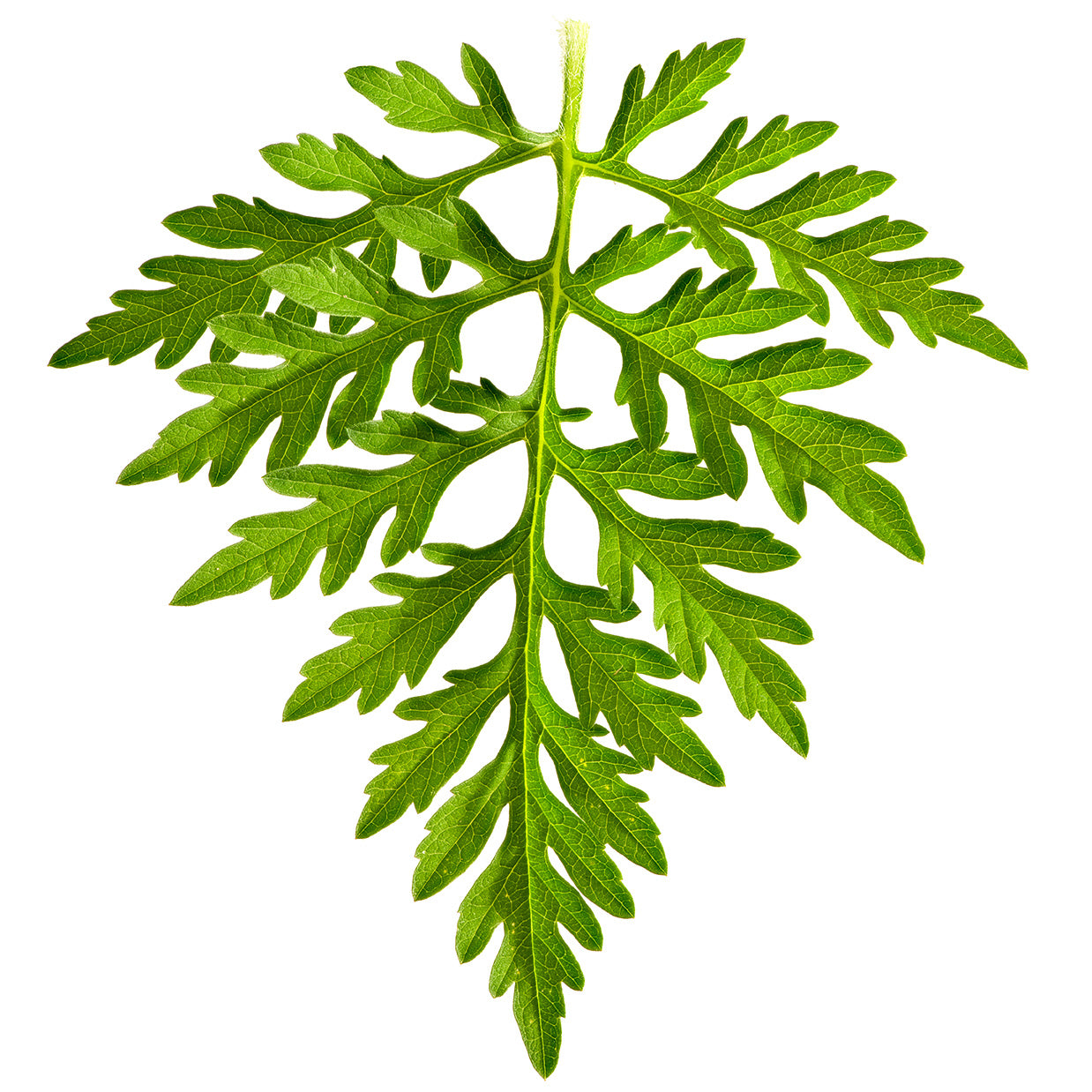 Ragweed single leaf