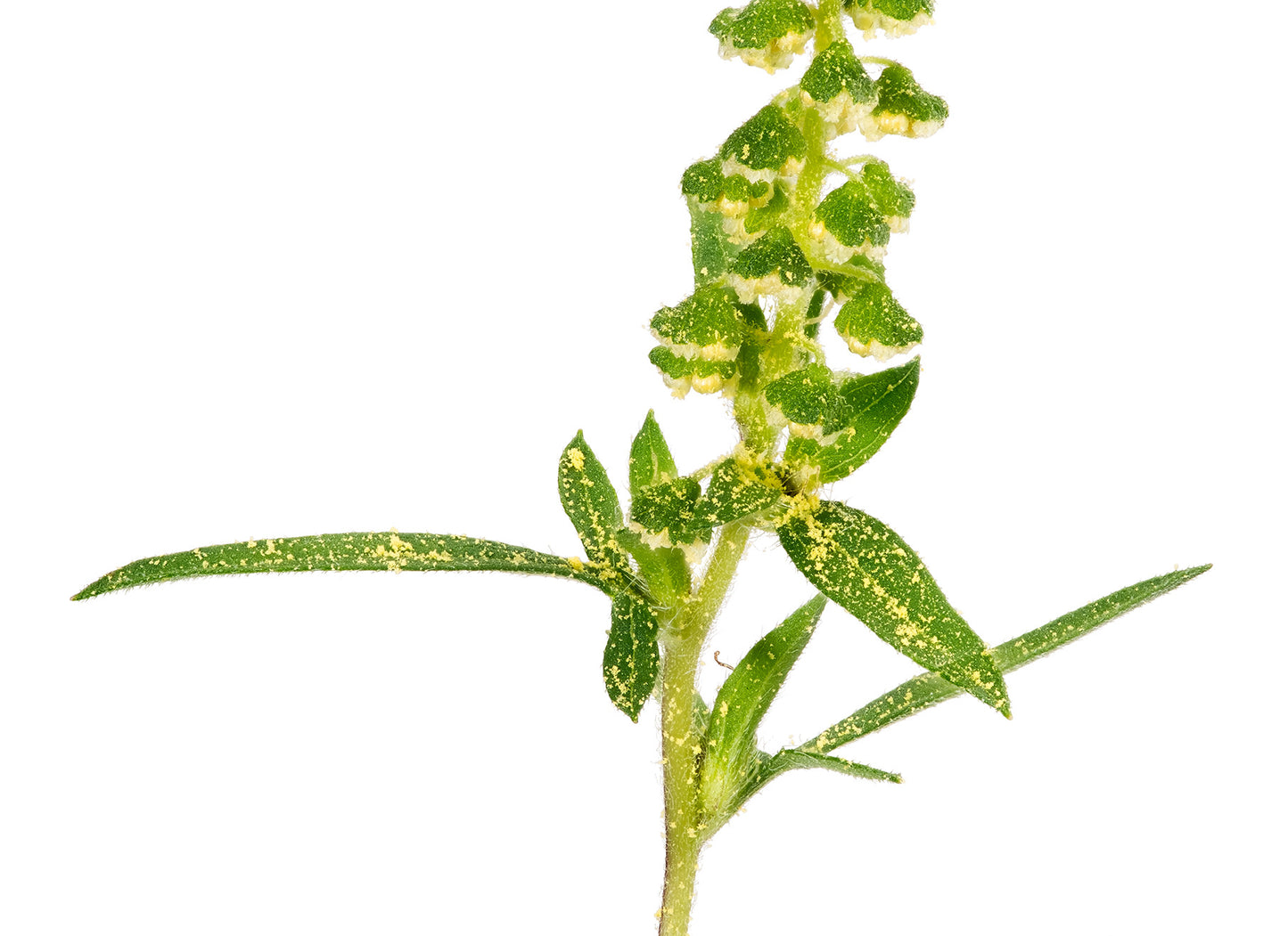 Ragweed flowers with pollen and leaves