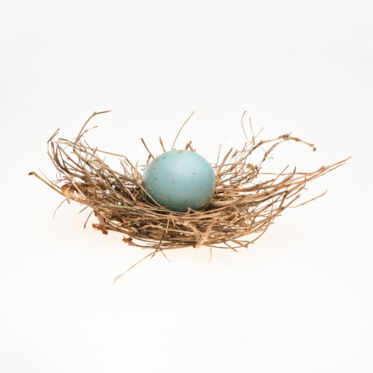 Blue Egg with Nest (Square format)