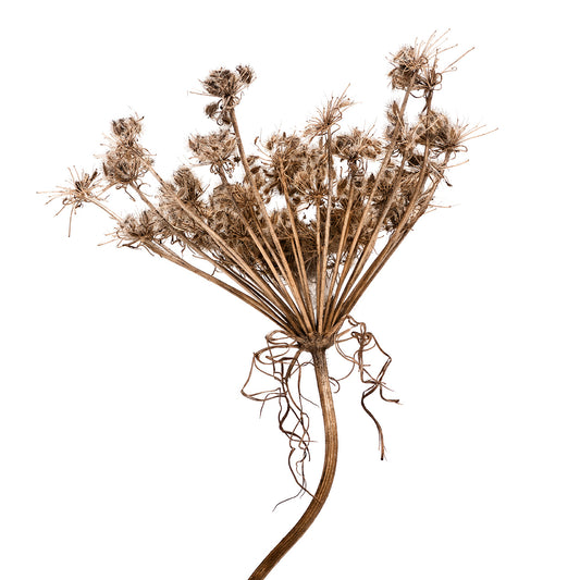 Dried Queen Annes Lace