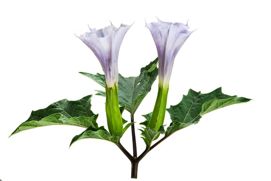 Jimsonweed Flowers