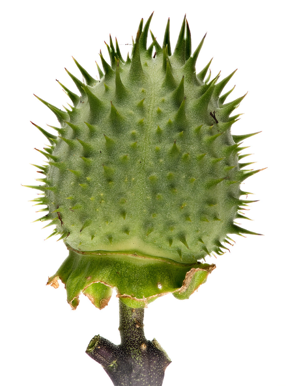 Jimsonweed seed pod