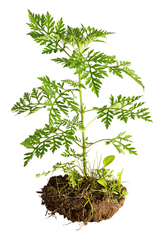 Ragweed full plant