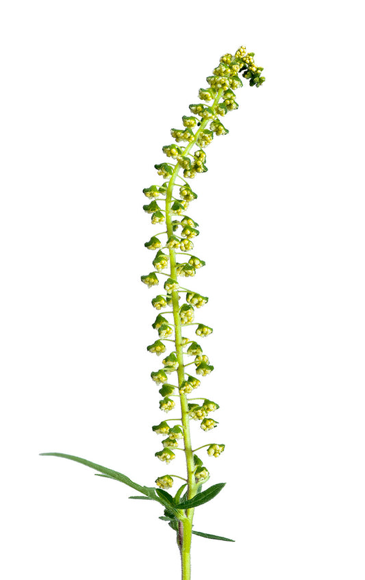 Ragweed male flowers