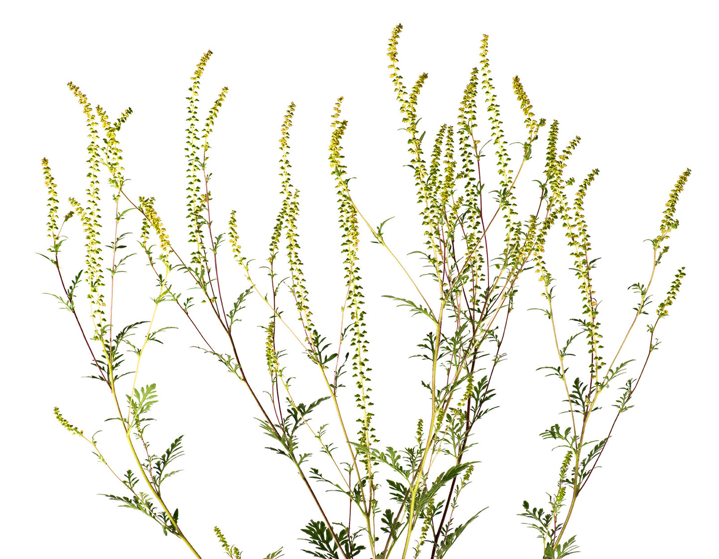 Ragweed flowers