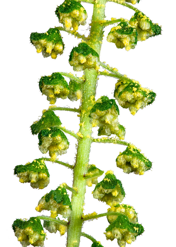 Ragweed flowers closeup