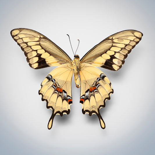 Giant Swallowtail (ventral view)