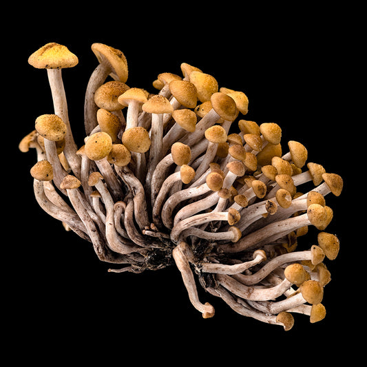 Honey Mushroom Group