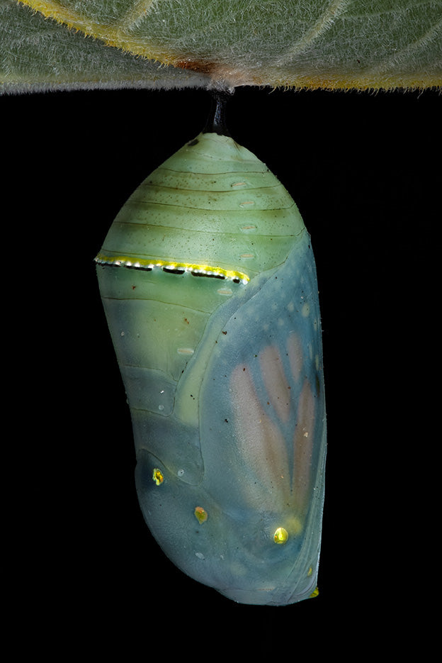 Chrysalis (with Monarch inside)