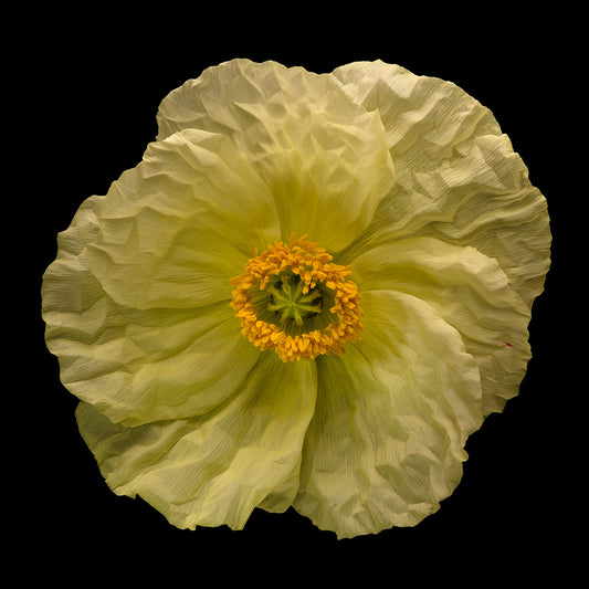 Pale Yellow Poppy