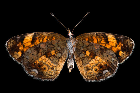 Pearl Crescent (bottom view)